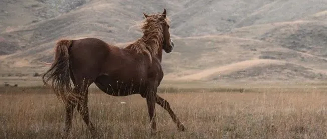 AI产品经理面试题：什么是机器学习，它与传统编程有何不同?