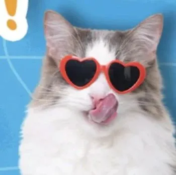 月销售额达400万！这个出海宠物新品牌受菲律宾“吸猫撸狗”星人热捧