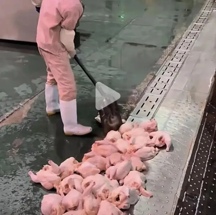 抖音和拼多多的带货王者，工厂环境却惨不忍睹