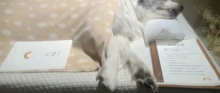 一只狗值20万吗？宠物医院的治疗争议