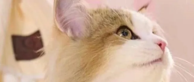 迪士尼、安旭生物、富祥药业纷纷加码宠物赛道