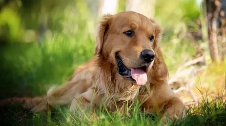 宠业简报 | 疯狂的小狗聘请耶鲁博士，耐威克宠物剪抽检不合格，去年宠物干粮增长25%