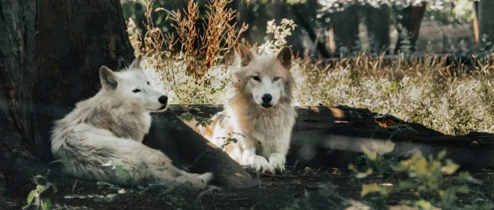“泛善可陈”的宠物食品巨头希尔思，讲起了新故事