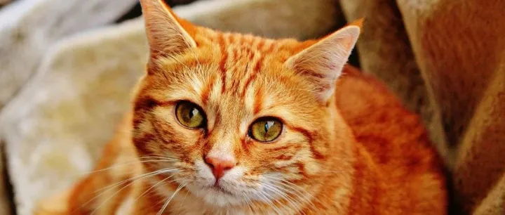 强化渠道分销，Go&Now母公司珮立昂与PFX达成战略合作