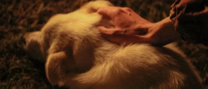 宠物保健品赛道2022年度复盘：营养医疗并行，预防趋势成主流