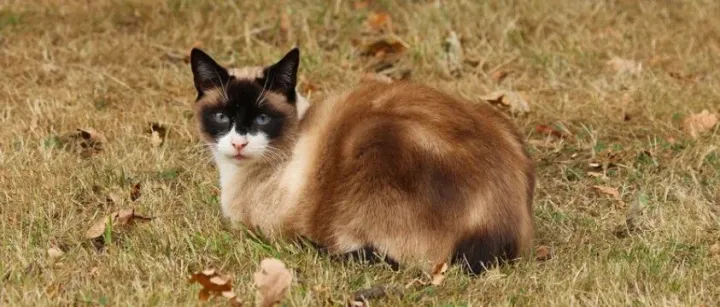 2022年宠物食品公司（美国、亚太、拉丁美洲）TOP10最新概况