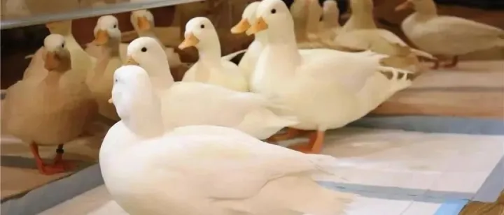 为什么这只宠物鸭能霸占热搜这么久？