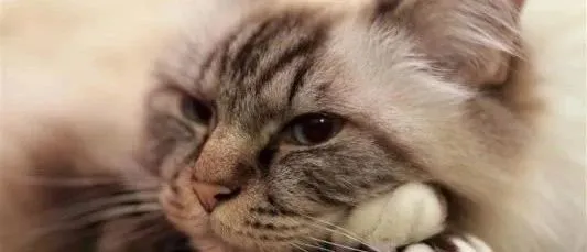 2亿新增人口的消费升级，谁来“收割” | 宠物新国货专栏