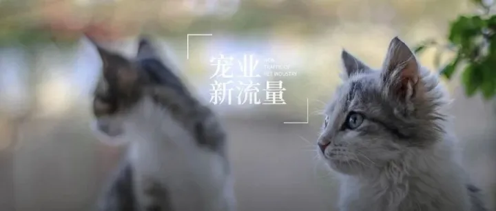 这五个宠物达人中，有一位分享了十年养宠心得｜宠业新流量