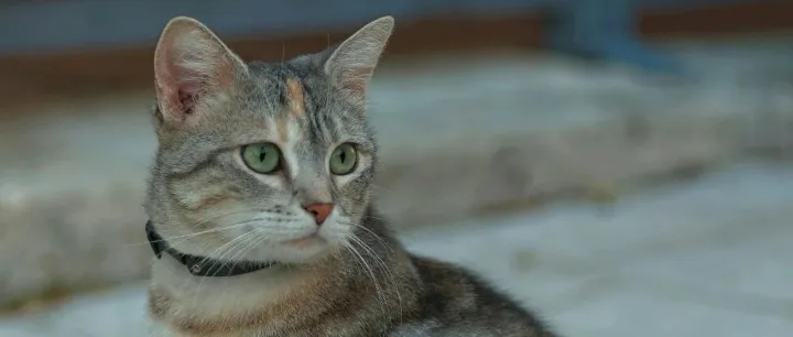 世界各地这么多优秀宠物同行，11月齐聚广州宠交会，你呢