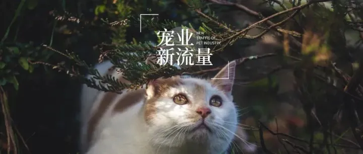 这五个宠物达人中，有一位以治愈系合集为主｜宠业新流量