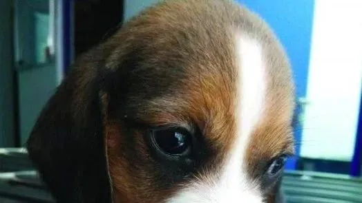 克隆犬行业或将迎来拐点