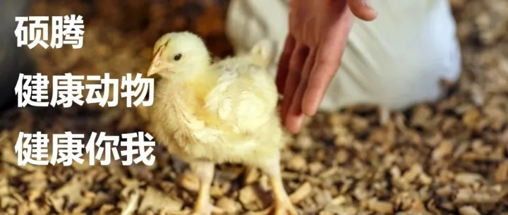 20亿美金收购爱贝斯后，硕腾2019年成绩单怎么样 | 零点三七研究院