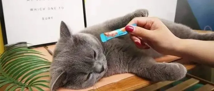 这个“宠物新零售”方案，能破局门店增长天花板吗？