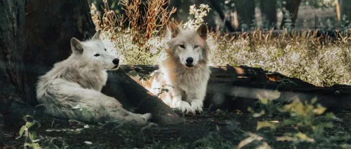 站在“聚光灯”下的小宠异宠市场，专科医疗需求亟待满足