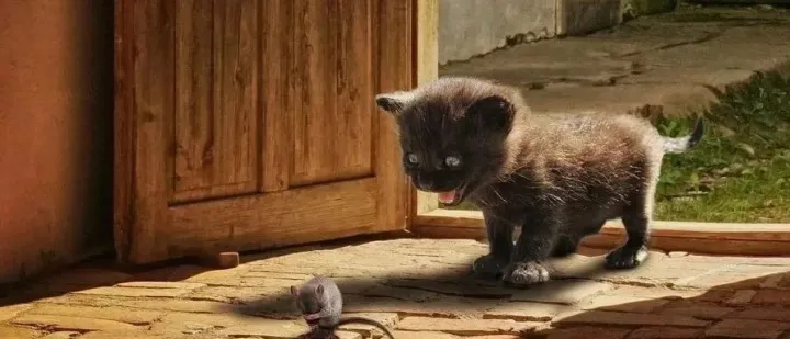 这份最新的短视频营销报告透露了哪些宠物情报？