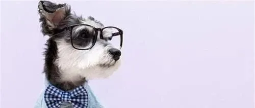 为什么宠物经济还要关注人用狂犬疫苗市场？