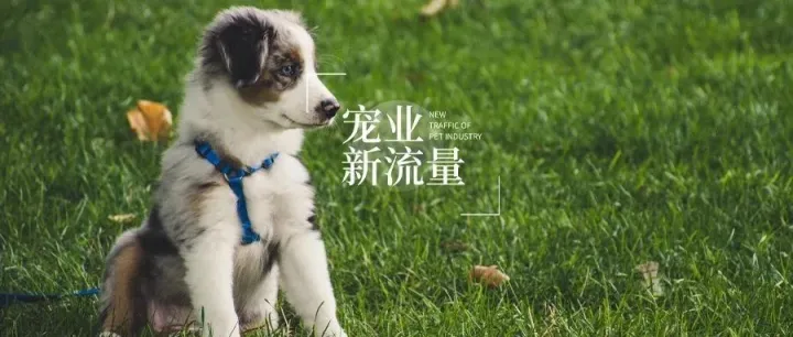 这五个宠物达人中，有一位以流浪犬救助VLOG为主｜宠业新流量