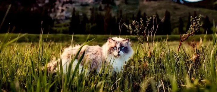 今年双11开战后，宠物品牌集体迎来大涨