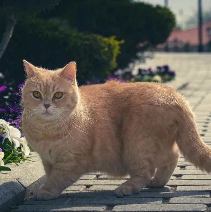 泰国宠物食品出口将达25亿美元，FDA与AAFCO终止合作协议，全球宠物行业周报2024年8月5日