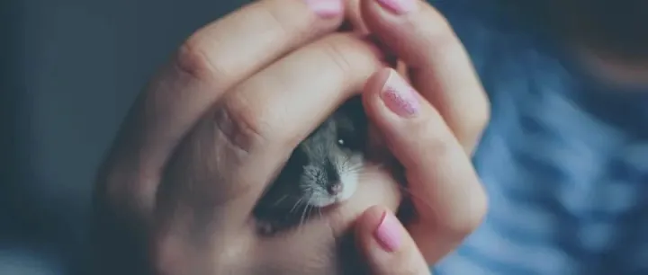 小生意的大机会，宠物品牌创新发展的可选路径有哪些？