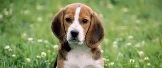 韩国2019年家庭养宠率26.4%，狗比猫多一倍 | 韩国农业部报告