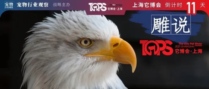 国内首个赋能新创品牌的宠物主题街区亮相它博会 | 雕说它博会