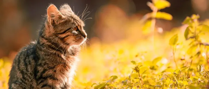 宠物保健品迎来新热潮？这些进口品牌正在历经爆发式增长