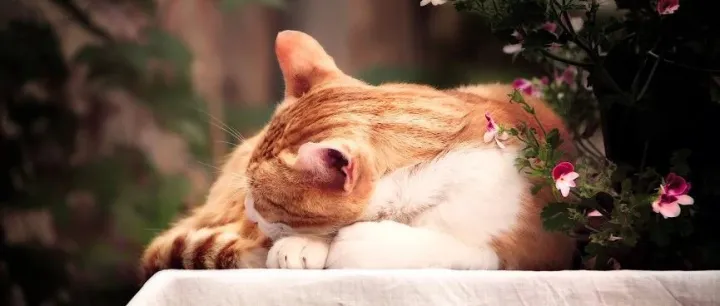 这里有2023年美国宠物市场和加拿大宠物市场的6点异同