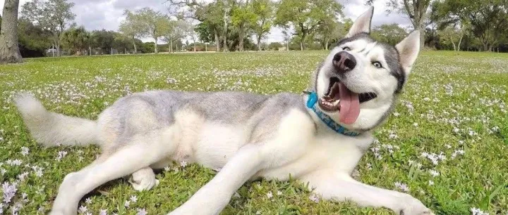 从经验诊断到精确诊断，IDEXX19年财报最新解读｜零点三七研究院