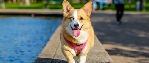 「它经济」爆热，宠物家生猛