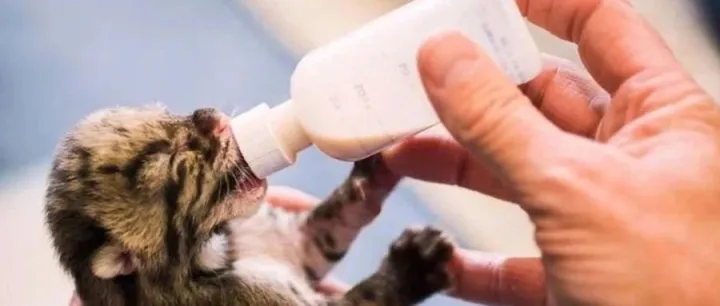 宠物液体奶爆发元年，相关标准仍有待规范