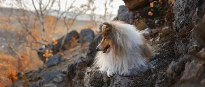 现象级新锐/网红品牌如何跨越成为“长效常红”？