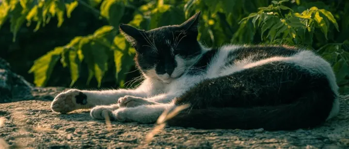 2023年，哪些宠物新国货成为了业内的年度之选？