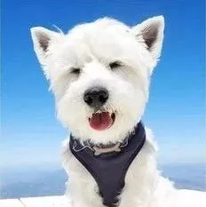 皇家再夺猫狗粮榜双冠，富力鲜超最宠夺猫零食榜第一 | 京东宠物618最新战报