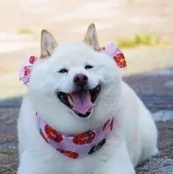 伯纳天纯夺冠狗粮榜，最宠登猫零食榜第一名 | 京东宠物618最新战报