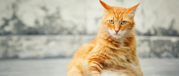 宠物健康风口已至，A股上市公司跨界扎堆布局