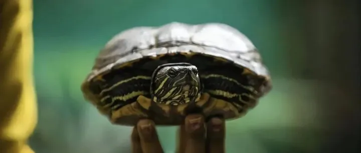 为什么说小宠异宠市场的春天来了？