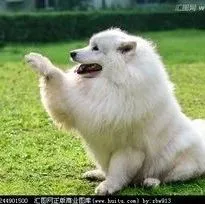 皇家蝉联猫、狗粮榜第一，麦富迪再夺猫、狗零食榜双冠 | 京东宠物618战报