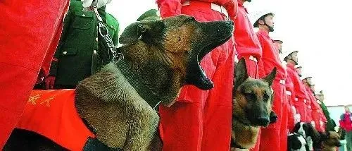 都说宠物被溺爱坏了，这些宠物救主的轶事却让我哭了