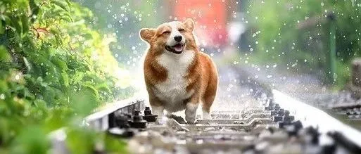 深圳立法禁食猫狗肉，5月1日起施行 | 围观