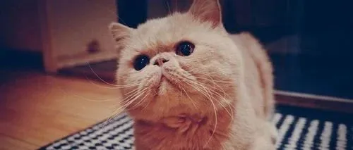 渴望猫粮、进口双榜夺冠，皇家反超伯纳天纯夺狗粮榜首 | 京东宠物618战报