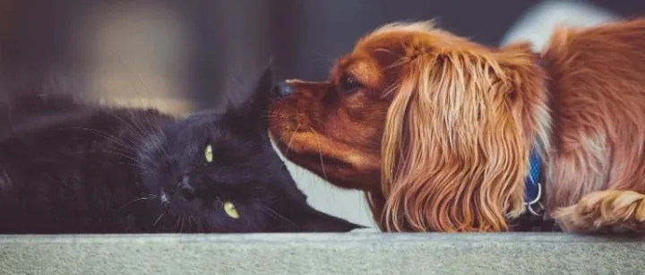 回购潮来袭，多家宠物上市公司披露股份回购新进展