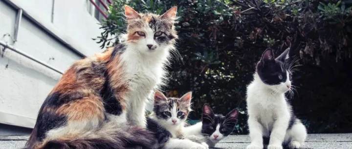 吃下产能转移的红利，宠物药品CRO风起