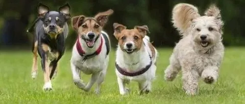 京东宠物双11最新战报：玩具、进口品牌“大换血”