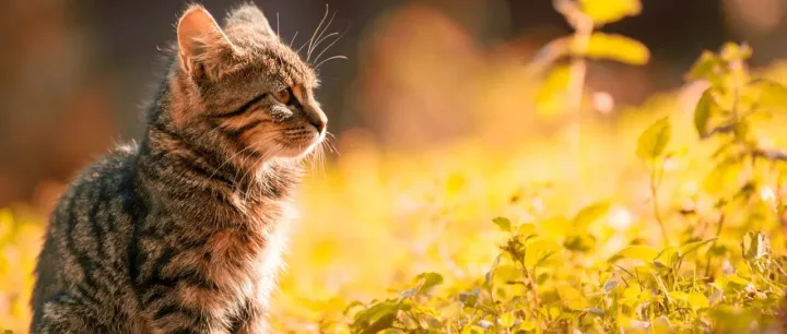 宠物殡葬市场，正在“偏见与误解”中快速成长？
