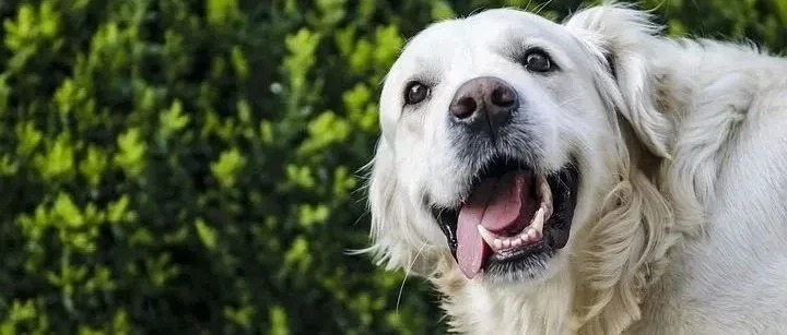 2020年英国宠食市场将达37亿美元，这三点值得关注