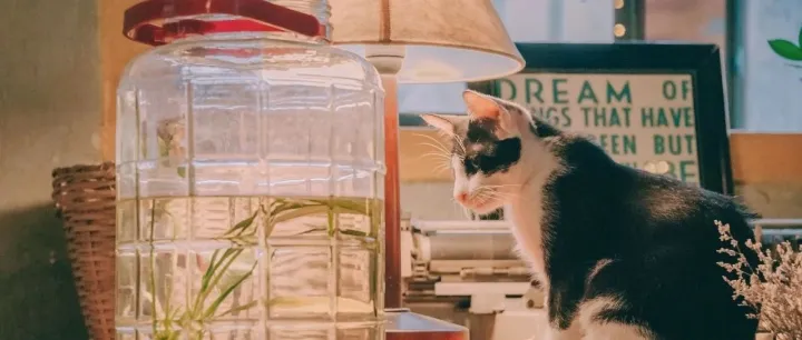 澳新宠物巨头推出首个针对宠物生命周期的健康计划，意欲何为？