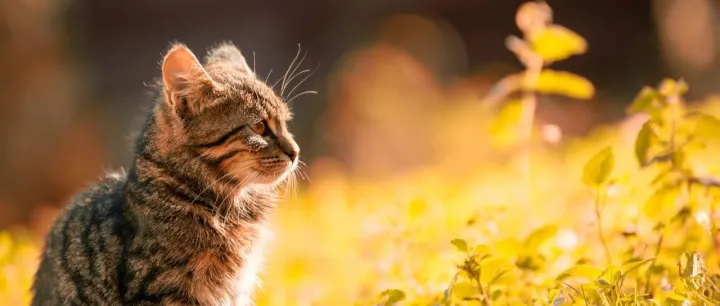 宠物行业渠道自营品牌高速增长，背后是消费者偏好的转变？