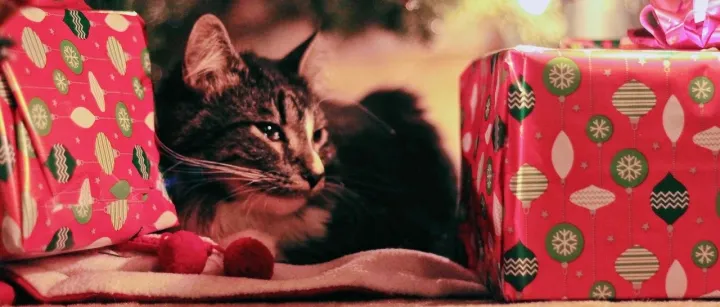 宠物情人节花费超21亿美元，“宠物经济”蚕食“爱情经济”？